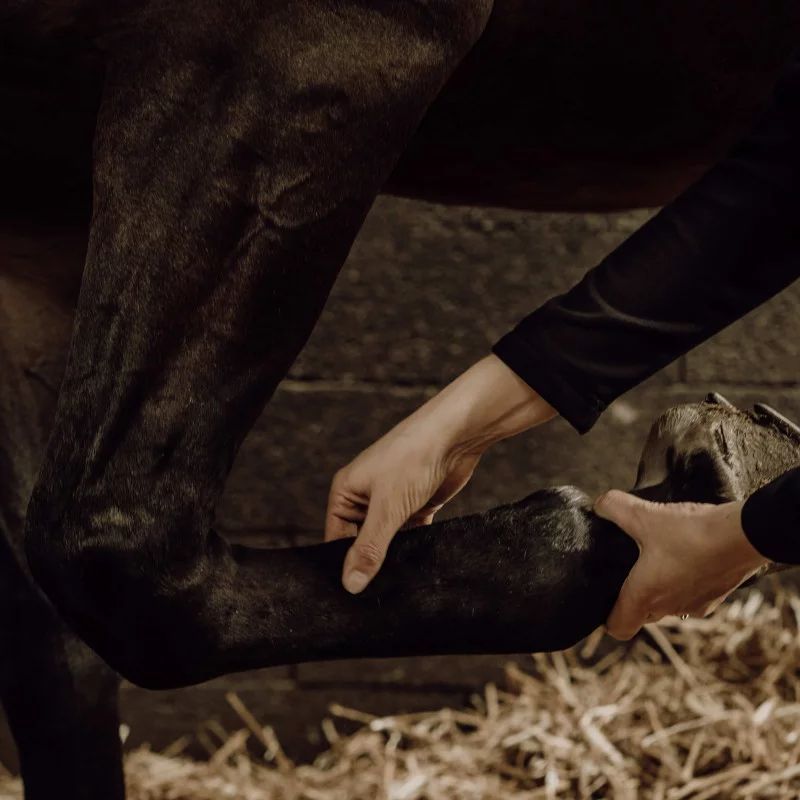 Gel de massage rafraîchissant pour chevaux Nellumbo - Gel massage cheval 200g - Le Paturon