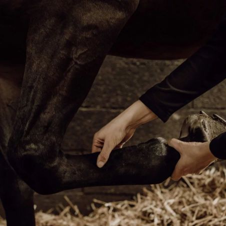 Gel de massage rafraîchissant pour chevaux Nellumbo - Gel massage cheval 200g - Le Paturon