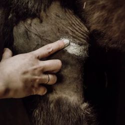 Cataplasme réparateur Nellumbo - Argile cheval cataplasme 200g - Le Paturon