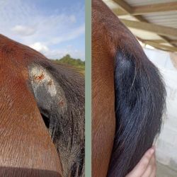 Cataplasme réparateur Nellumbo - Argile cheval cataplasme 200g - Le Paturon