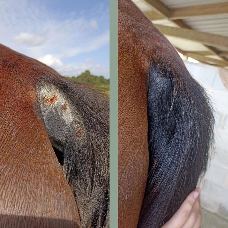 Cataplasme réparateur Nellumbo - Argile cheval cataplasme 200g - Le Paturon