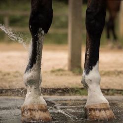 Cataplasme d'argile Drainage & Détox Nellumbo - Argile cheval drainage - Le Paturon