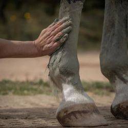 Cataplasme d'argile Drainage & Détox Nellumbo - Argile cheval drainage - Le Paturon