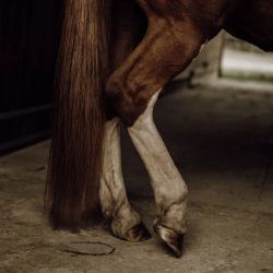 Soin Démêlant crins Nellumbo - Démêlant lustrant cheval - Le Paturon