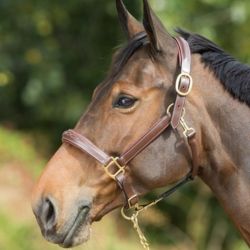 Licol cheval Grooming et transport cuir HFI Master brun - Le Paturon