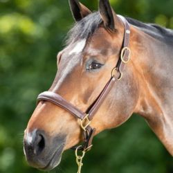 Licol cheval Grooming et transport cuir HFI Master brun - Le Paturon