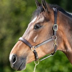 Licol cheval cuir coutures crèmes HFI Master brun - Le Paturon