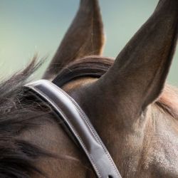 Licol cheval cuir muserolle bombée HFI Master brun - Le Paturon