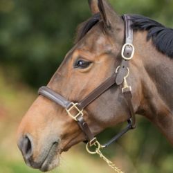 Licol cheval cuir muserolle bombée HFI Master brun - Le Paturon