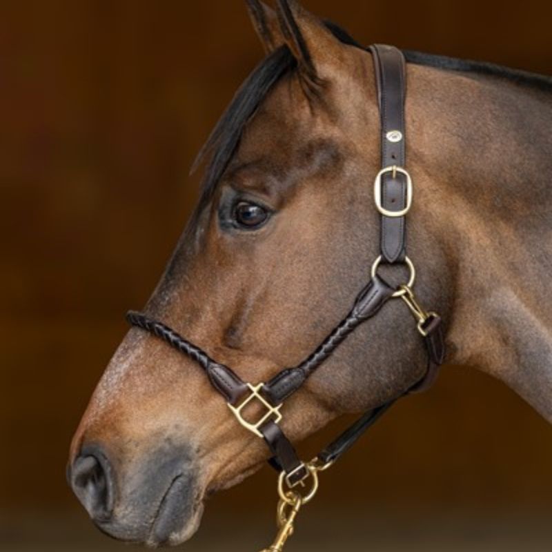 Licol cheval cuir tressé HFI Master brun - Le Paturon