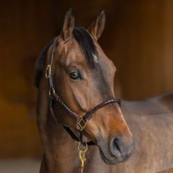 Licol cheval cuir tressé HFI Master brun - Le Paturon
