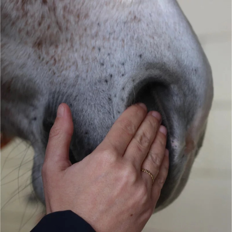 Sérum sérénité Nellumbo - Sérum stress cheval - Le Paturon