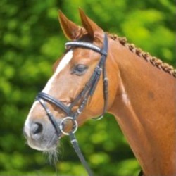 1 Bridon Maander Waldhausen, Bridon cheval cuir muserolle combinée, Le Paturon - Waldhausen