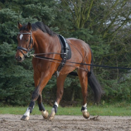 1 Enrênement cheval aide à la longe,Waldhausen, Enrênement équitation