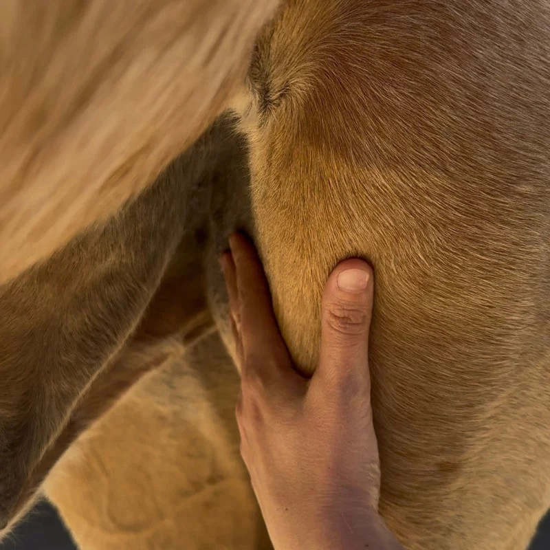Sérum Protection Estivale anti-mouche cheval zones sensibles Nellumbo - Le Paturon