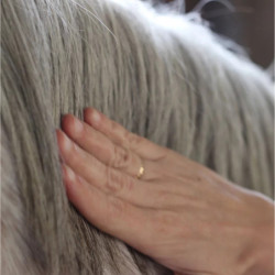 Sérum Protection Estivale anti-mouche cheval zones sensibles Nellumbo - Le Paturon