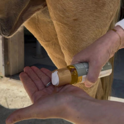 Sérum Protection Estivale anti-mouche cheval zones sensibles Nellumbo - Le Paturon