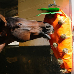 Sac à foin cheval forme carotte Hippotonic