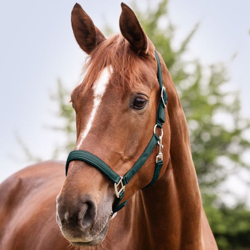 Licol cheval nylon doublé Satin Waldhausen vert sapin - Le Paturon