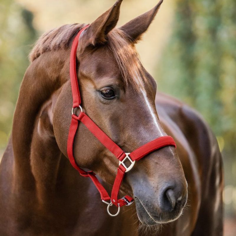Licol cheval nylon doublé Satin Waldhausen rouge - Le Paturon