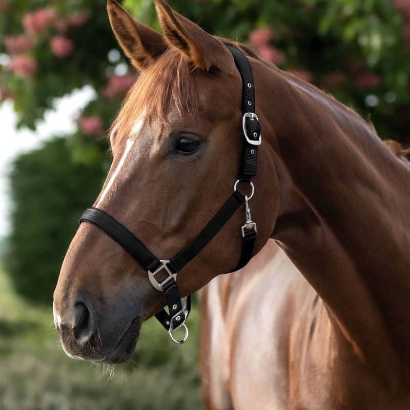 Licol cheval nylon doublé Satin Waldhausen noir - Le Paturon