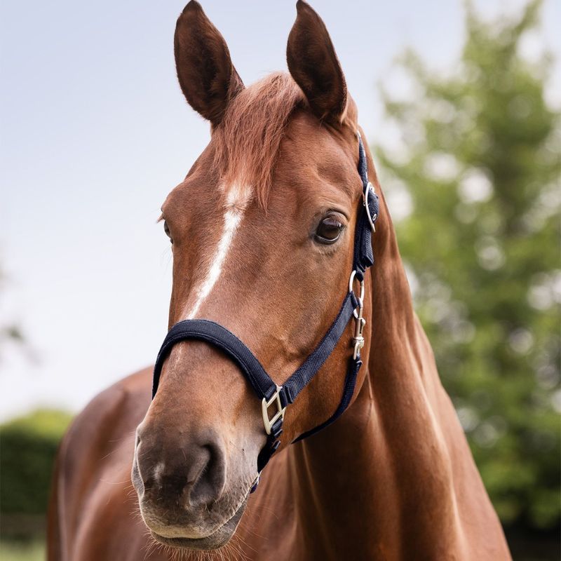 Licol cheval nylon doublé Satin Waldhausen marine - Le Paturon