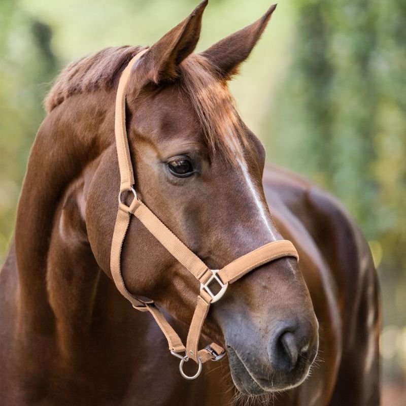 Licol cheval nylon doublé Satin Waldhausen pêche - Le Paturon