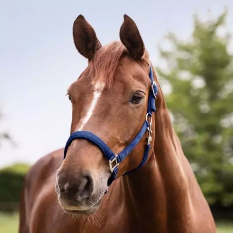 Licol cheval nylon doublé Satin Waldhausen bleu saphir - Le Paturon