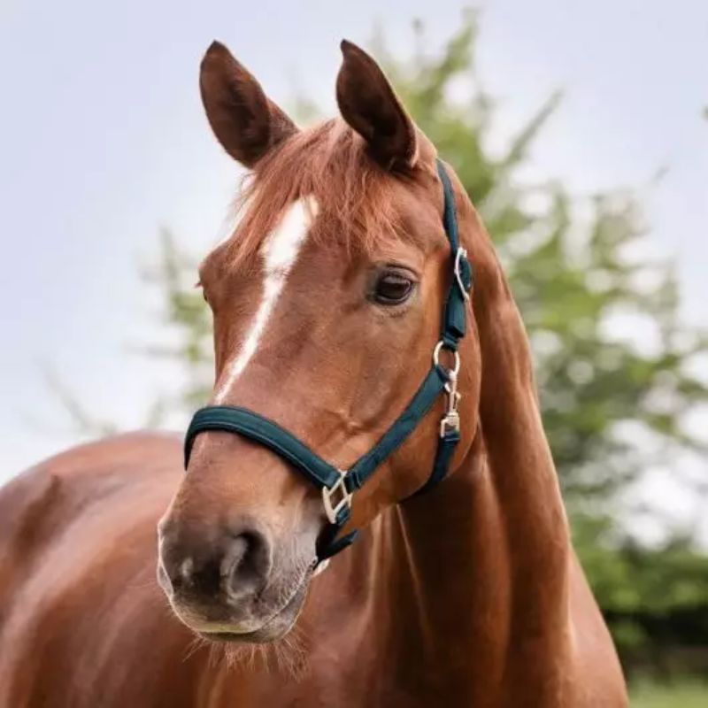 Licol cheval nylon doublé Satin Waldhausen  bleu pétrole - Le Paturon