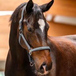 Licol cheval nylon Atheltic Waldhausen gris chrome - Le Paturon