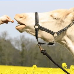 Happy treats duo Ravene - Friandises cheval - Le Paturon