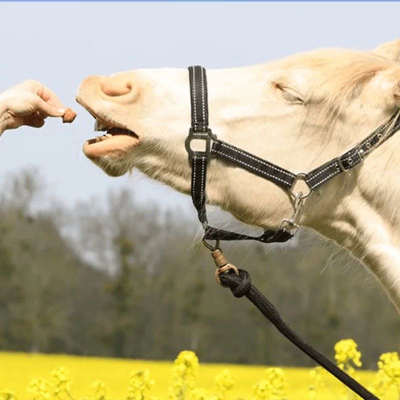 Happy treats duo Ravene - Friandises cheval - Le Paturon