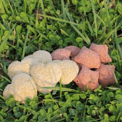 Happy treats duo Ravene - Friandises cheval - Le Paturon