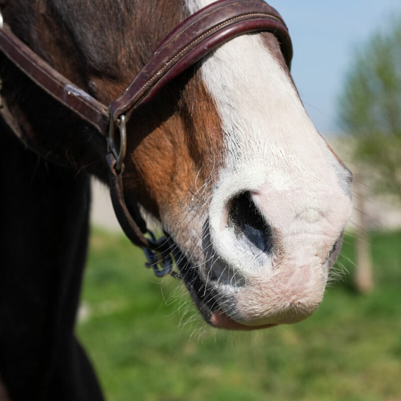 Crème solaire cheval Natural Sun - Natural Innov - Le Paturon