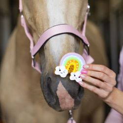 Biscuits glacés friandises cheval Rainbow World Candy Horse arc-en-ciel