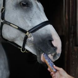 Éclair avec glaçage et herbes friandises cheval Candy Horse bleuet