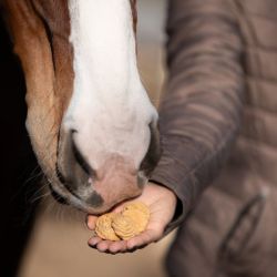Biscuits à la noix de coco friandises cheval Candy Horse