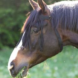 Frontal anti-mouche cheval avec têtière Waldhausen noir