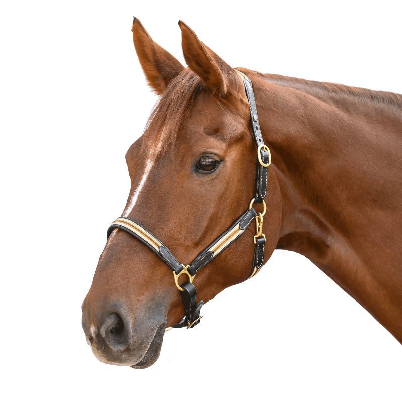 Licol cheval cuir X-Line Oxford Waldhausen beige