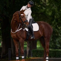 Set réfléchissant bridon cheval Reflex argent Waldhausen