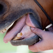 Dent du cheval et mastication - Le Paturon