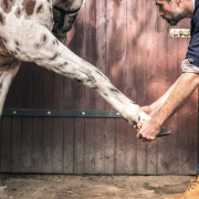 L'ostéopathie pour le cheval - Le Paturon