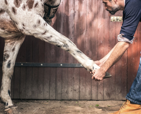 L'ostéopathie pour le cheval - Le Paturon