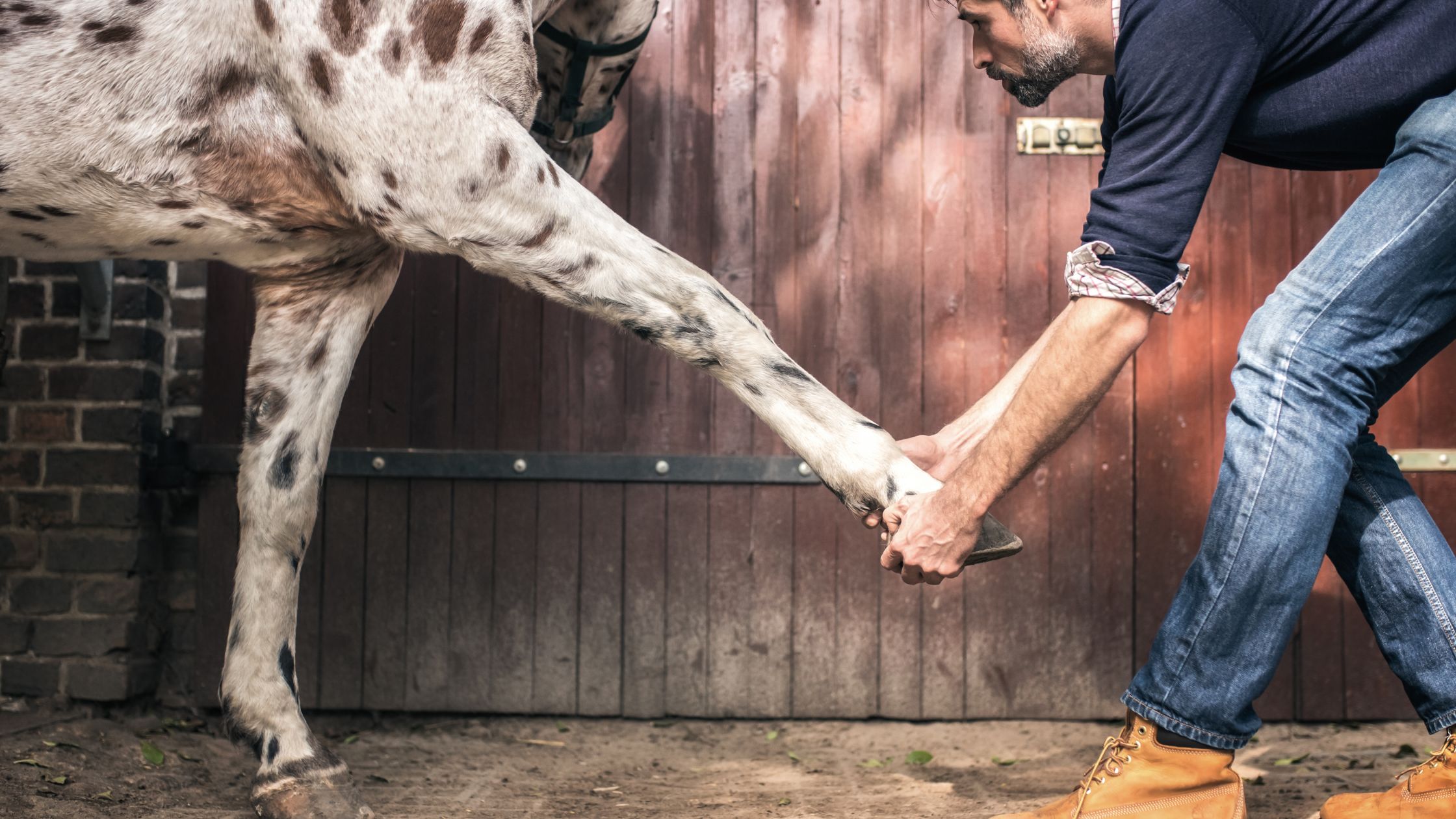 L'ostéopathie pour le cheval - Le Paturon L'ostéopathie pour le cheval - Le Paturon