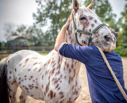 Rôle de l'ostéopathie cheval - Le Paturon Rôle de l'ostéopathie cheval - Le Paturon