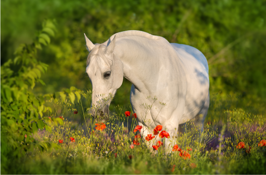 Outils en naturopathie équine cheval - Le Paturon