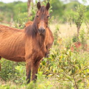Faire grossir son cheval - Le Paturon