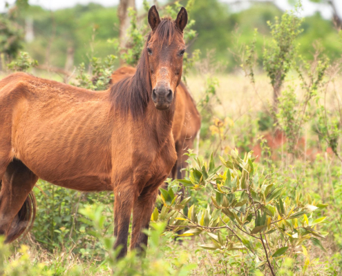 Faire grossir son cheval - Le Paturon