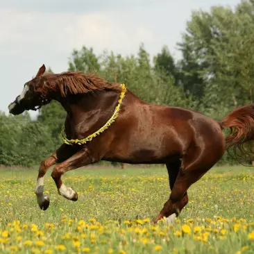 Comment soigner avec les plantes mon cheval ?