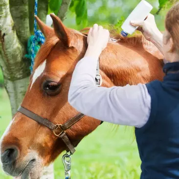 Astuces comment choisir la créme ou pommande pour mon cheval ?